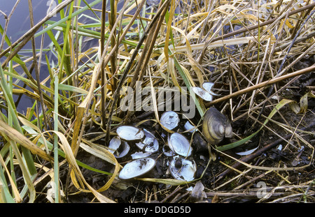 Bisamratte, ernährungsphysiologischen Spur, Bisam, Bisamratte, Bisam-Ratte, Fraßspur, Muscheln, Ondatra Zibethicus, Ondatra Zibethica Stockfoto