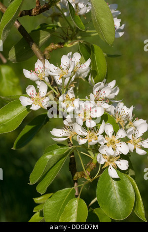 Birnbaum, Birne, Birne, Birnbaum, Kultur-Birne, Kulturbirne, Garten-Birnbaum, Obstbaum, Pyrus Communis, Poirier commun Stockfoto