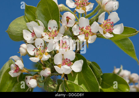 Birnbaum, Birne, Birne, Birnbaum, Kultur-Birne, Kulturbirne, Garten-Birnbaum, Obstbaum, Pyrus Communis, Poirier commun Stockfoto