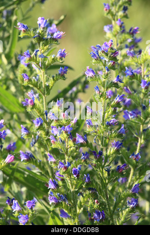 Viper's Bugloss (Blueweed), Echium Vulgare. Ort: Männliche Karpaty, Slowakei. Stockfoto