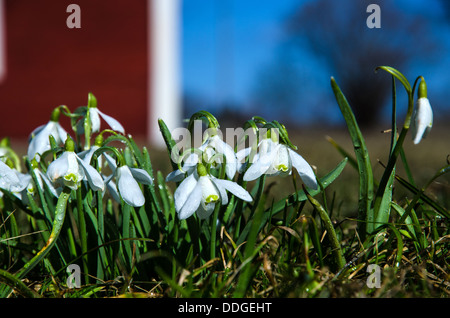 Schneeglöckchen mit Tautropfen in einem alten Garten. Stockfoto