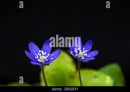 Blume-Schönheit der gemeinsamen Leberblümchen. Foto auf der Insel Öland in Schweden. Stockfoto