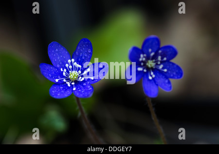 Blume-Schönheiten der gemeinsamen Leberblümchen. Foto auf der Insel Öland in Schweden. Stockfoto