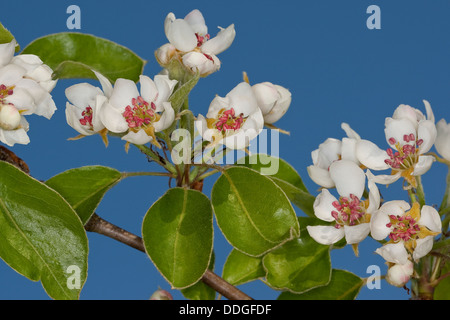 Birnbaum, Birne, Birne, Birnbaum, Kultur-Birne, Kulturbirne, Garten-Birnbaum, Obstbaum, Pyrus Communis, Poirier commun Stockfoto