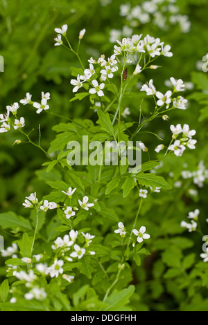 Großen Bitter-Kresse, große Schaumkraut, Bitteres Schaumkraut, Bitter-Schaumkraut, Bitterkresse, Wildkresse, Cardamine amara Stockfoto