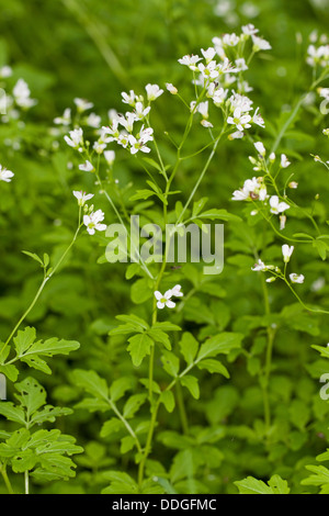 Großen Bitter-Kresse, große Schaumkraut, Bitteres Schaumkraut, Bitter-Schaumkraut, Bitterkresse, Wildkresse, Cardamine amara Stockfoto