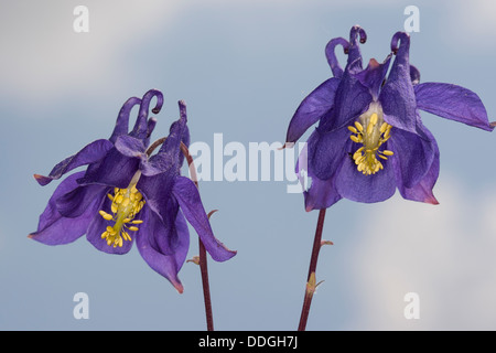 Gemeinsamen Akelei, Omas Schlummertrunk, Omas Motorhaube, Akelei, Gewöhnliche Akelei, Wald-Akelei, Aquilegia vulgaris Stockfoto