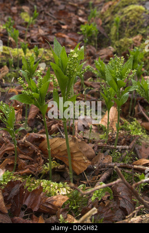 Dog' s Merkur, Ausdauerndes Bingelkraut, Wald-Bingelkraut, Mercurialis perennis, Mercuriale pérenne Stockfoto