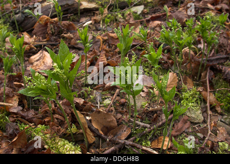 Dog' s Merkur, Ausdauerndes Bingelkraut, Wald-Bingelkraut, Mercurialis perennis, Mercuriale pérenne Stockfoto