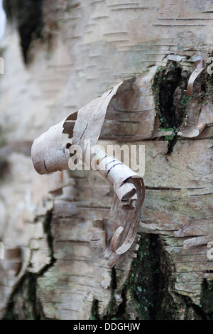 Europäische weiße Birke, Birke, Rinde, Schale, Hänge-Birke, Sand-Birke, Birke, Hängebirke, Stamm, Rinde, Borke, Betula Pendel Stockfoto