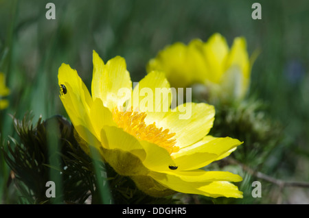 Fasan Auge Closeup in flachen Winkel von der Insel Öland in Schweden. Stockfoto