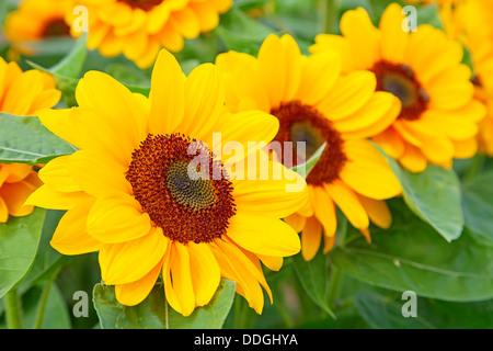 Sonnenblumenköpfe im Herbst Stockfoto