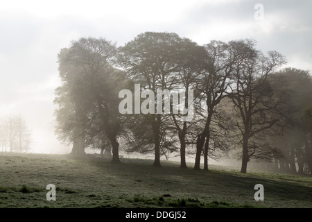Nebel am Lanhydrock; Cornwall; UK Stockfoto