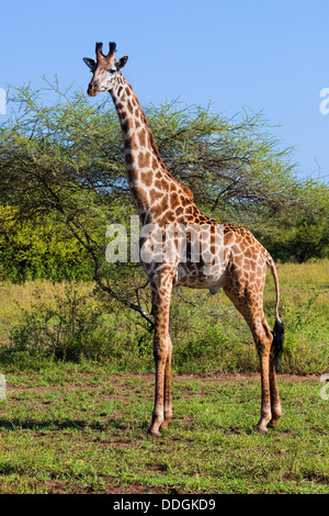 Giraffe im Serengeti Nationalpark, Tansania, Afrika Stockfoto