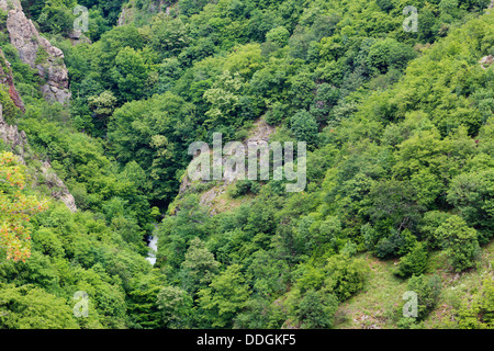 Kleiner Bach in einem tiefen Tal. Zentralen Balkan Nationalpark. Bulgarien. Stockfoto
