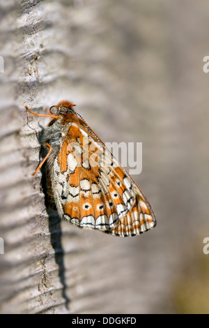 Marsh Fritillary Butterfly; Etikett Aurinia; Frühling; UK Stockfoto