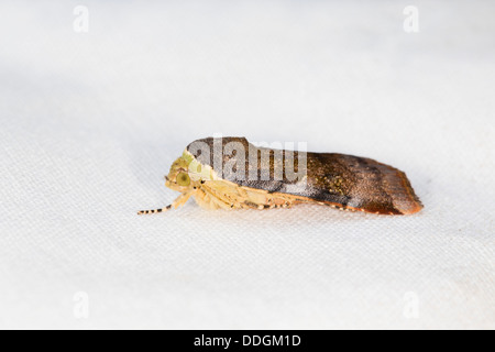 Geringeren Breite grenzt gelbes Underwing; Noctua Janthe; Motte; UK Stockfoto