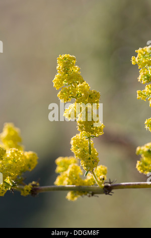 Lady's Labkraut; Galium Verum; in Blüte; UK Stockfoto