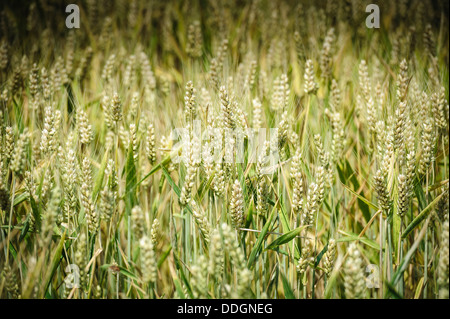 Weizenfeld nahe dem Dorf von Boersch, Elsass, Frankreich Stockfoto