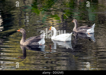 Schar von drei Gänse schwimmen im Teich; zwei Graylag Graugänse und eine weiße China Gans. Stockfoto