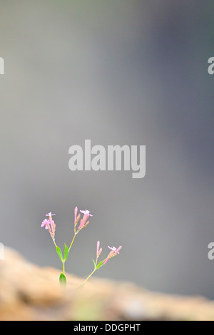 Sweet William Leimkraut (Silene Armeria). Zentralen Balkan Nationalpark. Bulgarien. Stockfoto