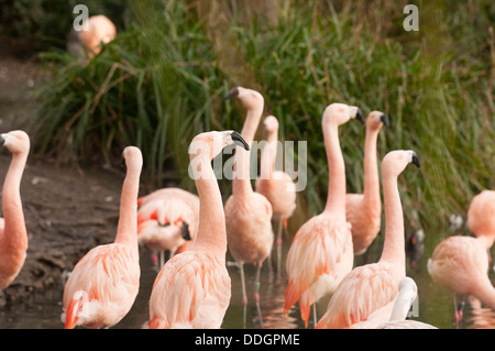 Der chilenische Flamingo (Phoenicopterus Chilensis) ist eine großen Arten von Flamingo bei 110-130 cm (43-51 In). Stockfoto