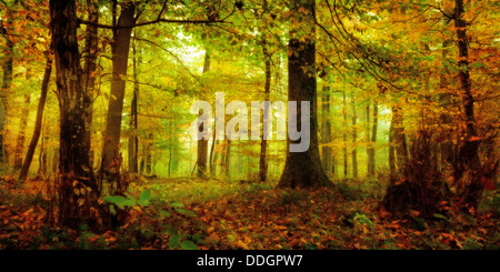 Romantic Bavarian Autumn Forest, shot in the morning sun. Low Fog on the ground. Colored with an Autumn Texture Stockfoto