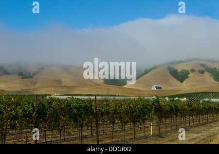 Nebel auf dem Hügel über einen Weinberg in der Nähe von Sonoma in der Region Napa Valley, Kalifornien, Spätsommer Stockfoto