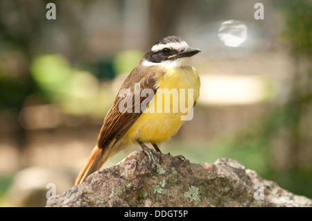 Die große Kiskadee (Pitangus Sulphuratus) ist ein passerine Vogel. Es ist eine große Tyrant Flycatcher; Manchmal seiner Gattung ist Pitangus Stockfoto