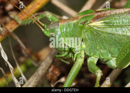 Weiblichen europäischen Great Green Bush Cricket (Tettigonia Viridissima) Inm Nahaufnahme. Stockfoto