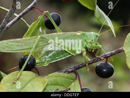 Weiblichen europäischen Great Green Bush Cricket (Tettigonia Viridissima) Inm Nahaufnahme. Stockfoto