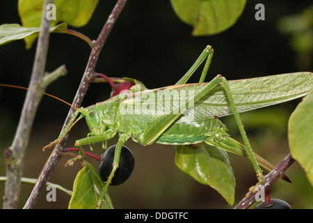 Weiblichen europäischen Great Green Bush Cricket (Tettigonia Viridissima) Inm Nahaufnahme. Stockfoto
