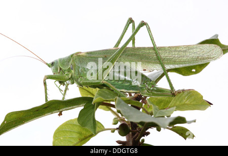 Weiblichen europäischen Great Green Bush Cricket (Tettigonia Viridissima) Inm Nahaufnahme. Stockfoto