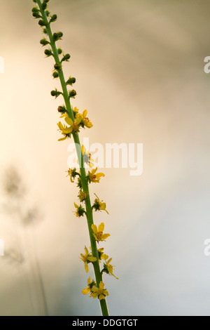 Gemeinsamen Agrimony (Agrimonia Eupatoria). Zentralen Balkan Nationalpark. Bulgarien. Stockfoto