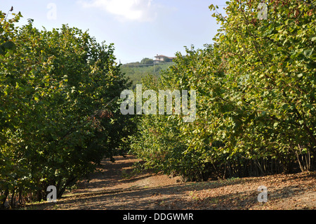 Haselnuss-Bäume bereit für die Ernte in den Langhe, Piemont (Piemonte), Oberitalien Stockfoto