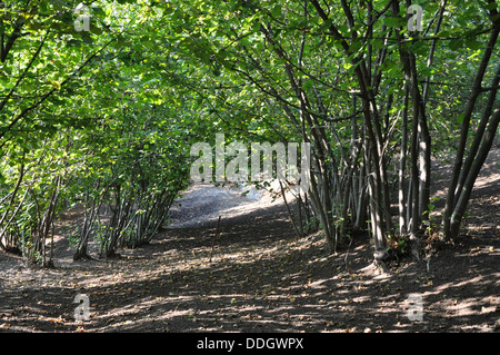 Haselnuss-Bäume bereit für die Ernte in den Langhe, Piemont (Piemonte), Oberitalien Stockfoto