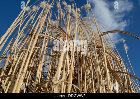 Reed gegen den blauen Himmel mit Wolken Stockfoto