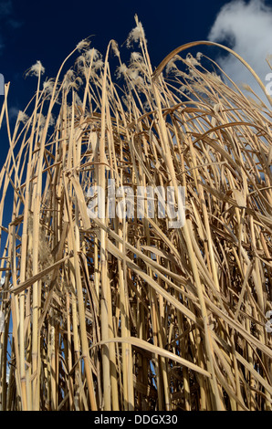 Reed gegen den blauen Himmel mit Wolken, vertikale Stockfoto