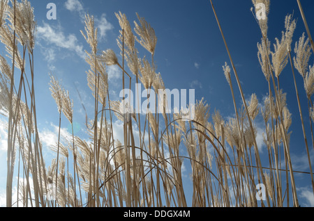 Reed gegen den blauen Himmel mit Wolken, horizontale Stockfoto