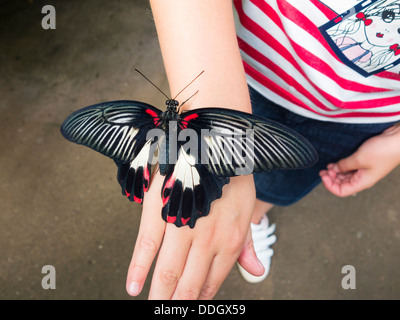 Schmetterling auf Mädchen Hand am Butterfly World im Preston Park, Stockton on Tees, England, UK Stockfoto