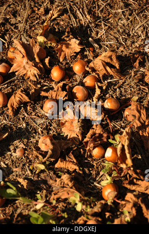 Reifer Haselnüsse (Cobnuts) auf dem Boden in den Langhe, Piemont (Piemonte), Oberitalien Stockfoto