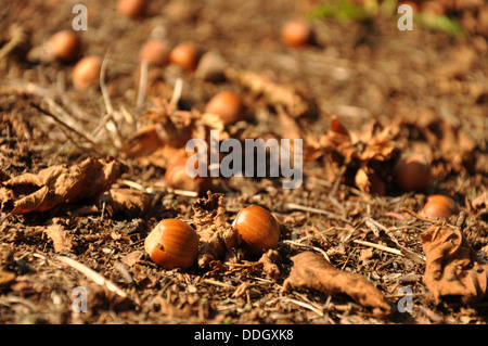 Reifer Haselnüsse (Cobnuts) auf dem Boden in den Langhe, Piemont (Piemonte), Oberitalien Stockfoto