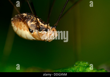 Weberknechte Spider thront auf einem grünen Blatt. Stockfoto