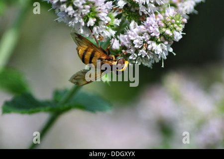 Nahaufnahme von Volucella inanis Stockfoto
