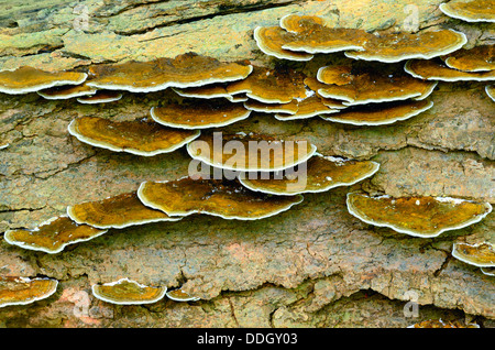 Baumpilz wächst auf der Seite des faulenden Baumstamm. Stockfoto