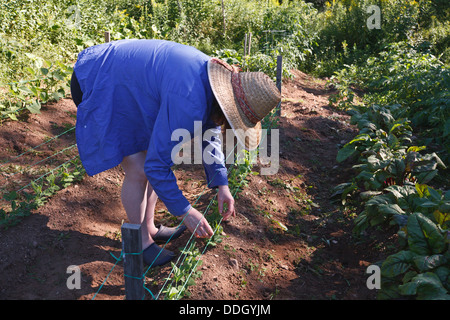 Frau arbeitet im Gemüsegarten Stockfoto