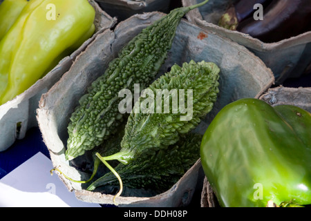 Korb mit Bio Bitter Melons(Momordica charantia), auch bekannt als bittere Kürbisse werden flankiert von gelben und grünen Paprika für sa Stockfoto