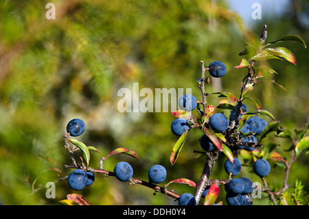 Blackthorn Stockfoto