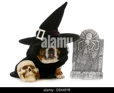 Hund-Hexe - englische Bulldogge gekleidet wie eine Hexe für Halloween isoliert auf weißem Hintergrund Stockfoto