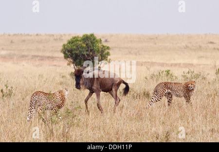 Chetahs Jagd Gnus. Stockfoto